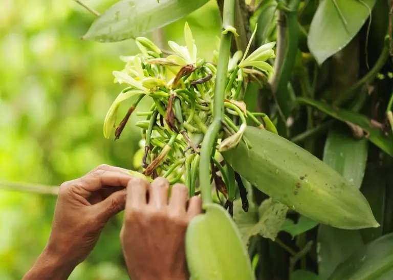 Vanille Madagascar vs vanille de Tahiti : le guide complet